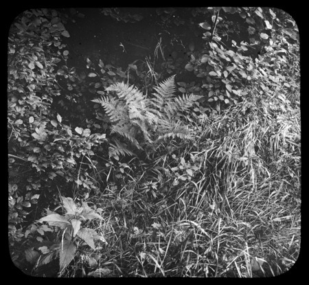 Asplenium filix-femina (lady fern) on roadside.