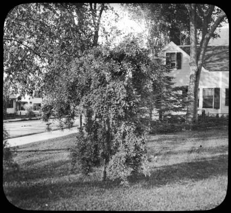 Caragana arborescens pendula (Siberian peashrub).