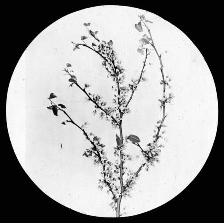 A spray of Cercis canadensis (redbud).