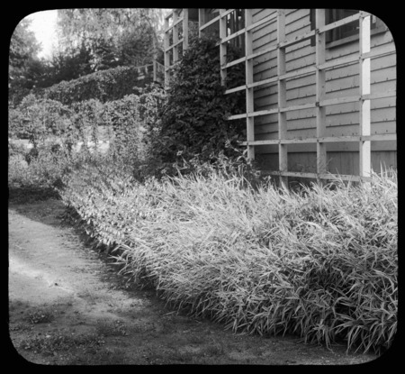 Phalaris arundinacea variegata (reed canarygrass). Ribbon grass.