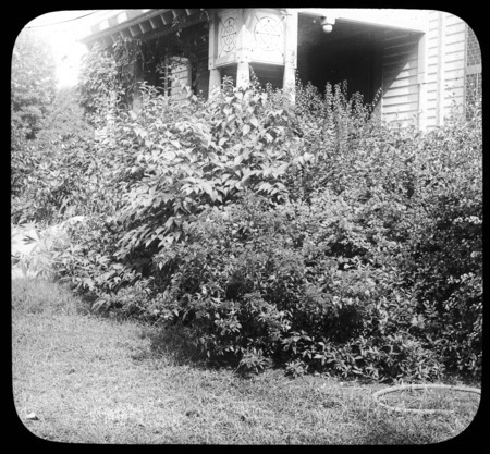 Shrubbery about front porch at Jacob Manning's.