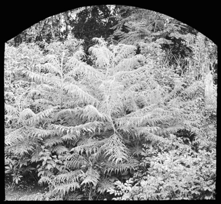 Rhus typhina laciniata (cutleaf staghorn sumac).