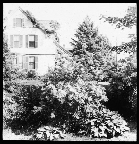 Syringa rothomagensis metensis (lilac) on J. Woodward Manning's grounds.