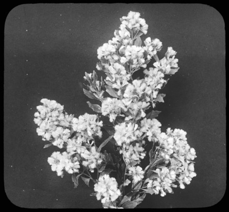 Baccharis halimifolia (eastern baccharis) (female).