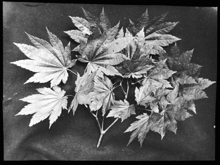 Acer japonicum macrophyllum (Japanese maple).