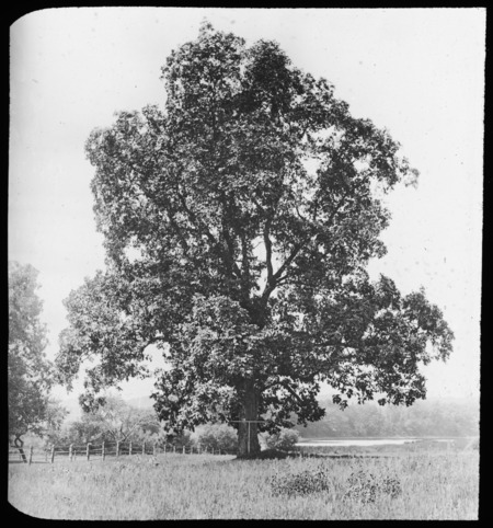 The Mystic Hickory [William Penn Brooks(?)].