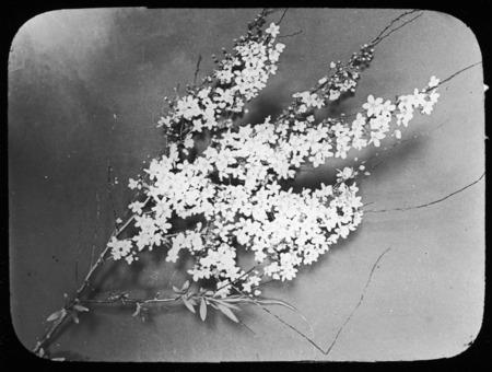 Spray of Spiraea thunbergii (Thunberg's meadowsweet).