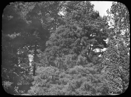 Cupressus obtusa var. filifera (cypress) at H. H. Hunnewell's', Wellesley, Massachusetts.