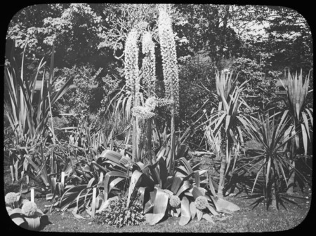 Eremurus robustus (foxtail lily, desert candle) at H. H. Hunnewell's, Wellesley, Massachusetts.