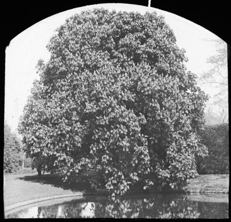 The Brooks Horse Chestnut in flower, Aesculus hippocastanum (horse chestnut), West Medford, Massachusetts.
