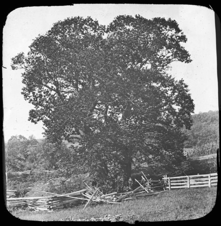 The Newton Chestnut, Castanea americana (American Chestnut) Bernardston, Massachusetts.