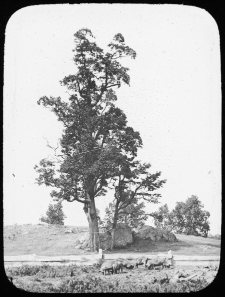 The Batchelder Sassafras, Sassafras officinale (sassafras) Reading, Massachusetts.