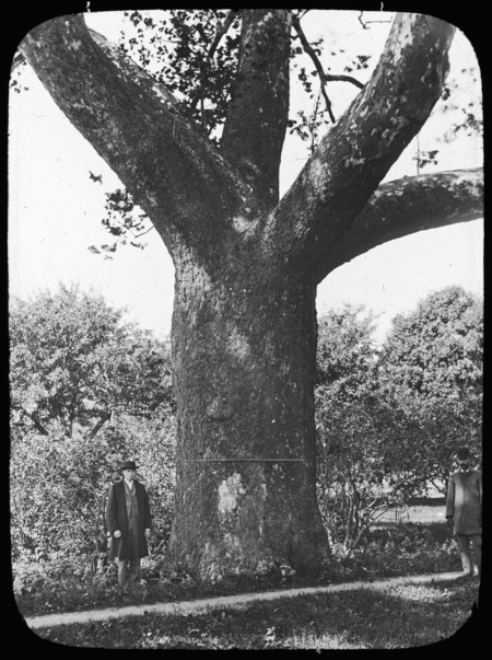 The trunk of the Big Buttonwood, Platanus occidentalis (American Sycamore), Sunderland, Massachusetts.