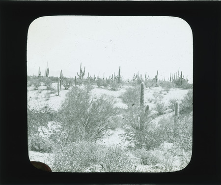 Foothill vegetation including Rhus microphylla (littleleaf sumac), Larrea Mexicana (Chaparral, Greasewood, Creosote bush), Santa Catalina foothills, Arizona.
