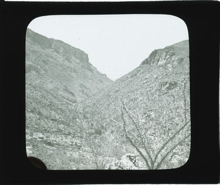 Looking down Sabio Caon, Santa Catalina Mountains, Arizona, Fouquieria splendens (Ocotillo) in foreground [Neg. C. E. Preston].
