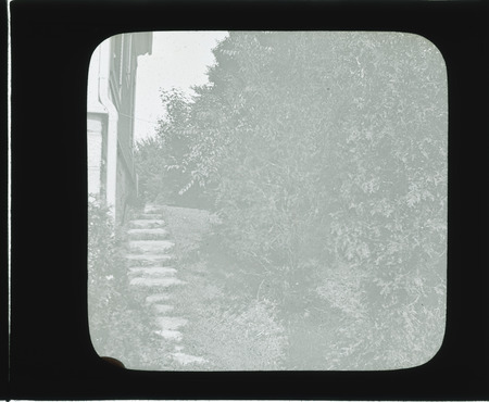 Stepping stone walk between house and shrub planting, J. H. McCormick's.