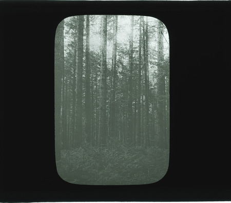 German forest scene [reproduction of spruce in German forest].