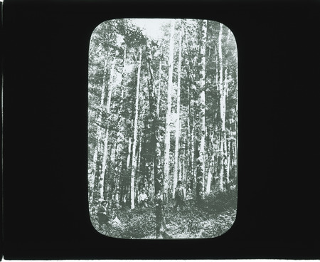 Scene in German forest [hardwoods].