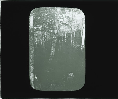 Scene in German forest [spruce under hardwoods].