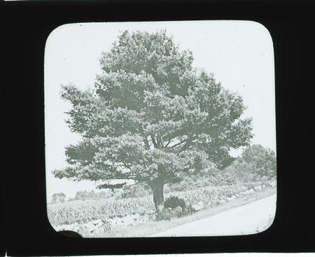Pinus strobus (eastern white pine).