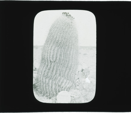 Echinocactus wislizenii (candy barrel cactus) [Neg. C. E. Preston].