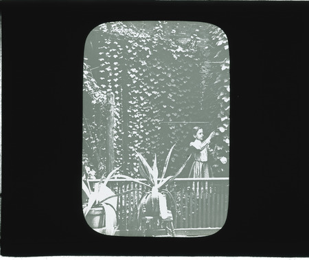 In poor downtown district. Plants grown on soil placed above brick pavement in rear yard, soil held against wall by board. (Celia Hilger, St. Louis Garden Contest).