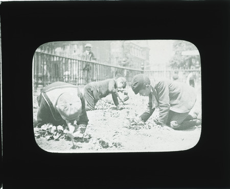 Boys thinning and transplanting lettuce in the school garden.