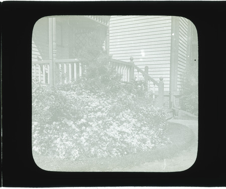 Clematis paniculata (sweet autumn clematis) at J. Woodward Manning's house.