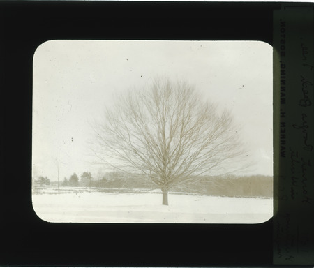 Harriet Roger's beech tree in winter.