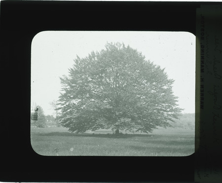 Harriet Roger's beech tree in summer.