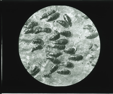 Lepidosaphes Ulmi (Apple mussel scale or oystershell scale).