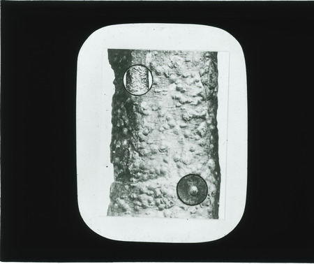 Aspidiotus Perniciosus (San Jose scale) (from W. C. O'Kane).