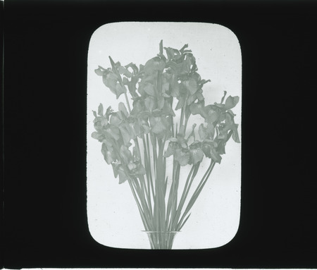 Iris Sibirica (Siberian Iris); Iris Orientalis (Yellowband Iris).