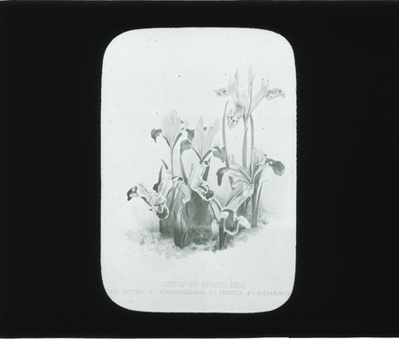 Group of Spring Iris: 1. Iris Histrio (George), 2. I. Rosenbachiana (Regel), 3. I. Persica (Persian), 4. I. Kolpakowski.