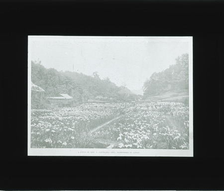 Field of Iris: Iris Laevigata--syn., Kaempferi (Rabbit-Ear Iris) in Japan.