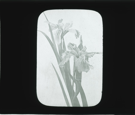 Iris Douglassiana (Douglas Iris) and Iris Tictorum (or Tectorum) (Japanese Root Iris, Roof Iris, Wall Iris).