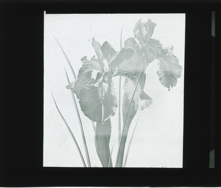 English Ivy, Leon Tolstor.