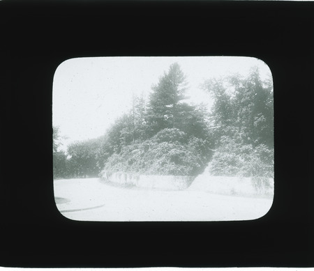 Tall shrubs and trees above retaining wall, bordering a stairway.