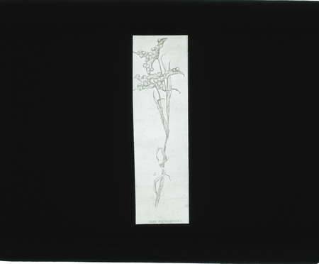 Iris foetidissima (Stinking Iris, Gladwin Iris).