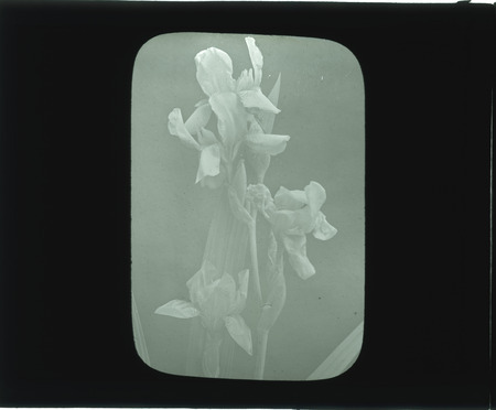 Iris Flovescens (or Flavescens) (Tall Bearded Iris).