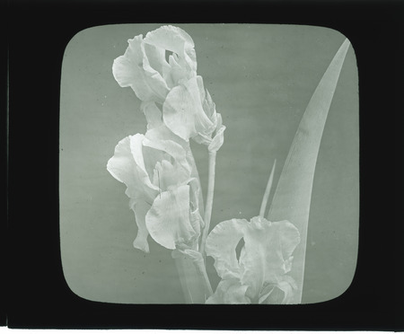 Iris F Albida Dalmatica.