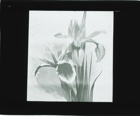 Iris Ochroleuca (Seashore Iris), Iris Monspur.