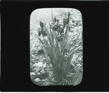 Iris Sibirica (Siberian Iris), Iris Orientalis (Yellowband Iris).