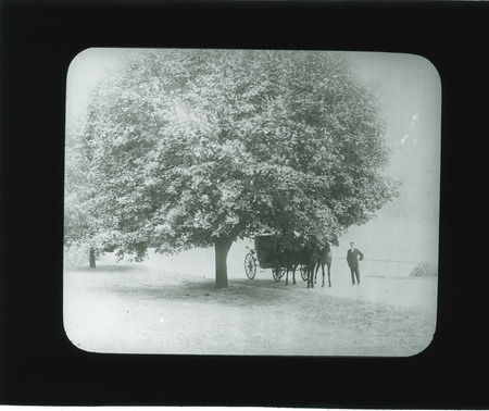 Tree lined road, Sept. 9, 1909.