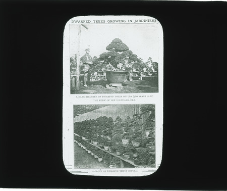 Dwarfed trees (Thuja obtusa) growing in jardiniers, Japanese.