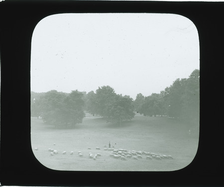 Sheep with shepherd.