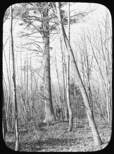 Carlisle Pines (veteran tree) (for larger size see slide no. 218.LS.0628).