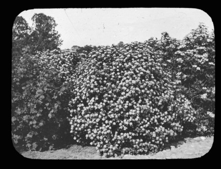 Viburnum pubescens or Viburnum dentatum (southern arrowwood), Arnold Arboretum, Boston, Massachusetts.