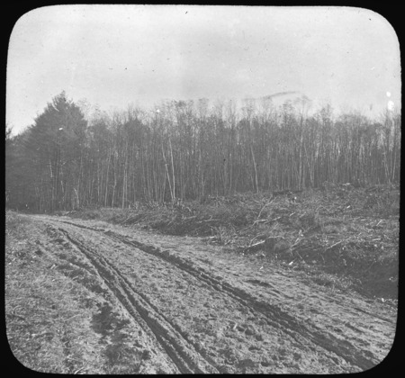 Forest road, growth cut off on each side.