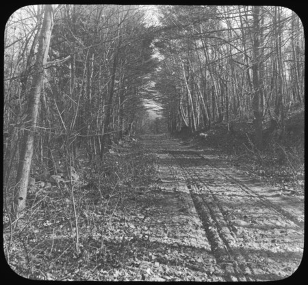 Forest road, showing growth on each side.